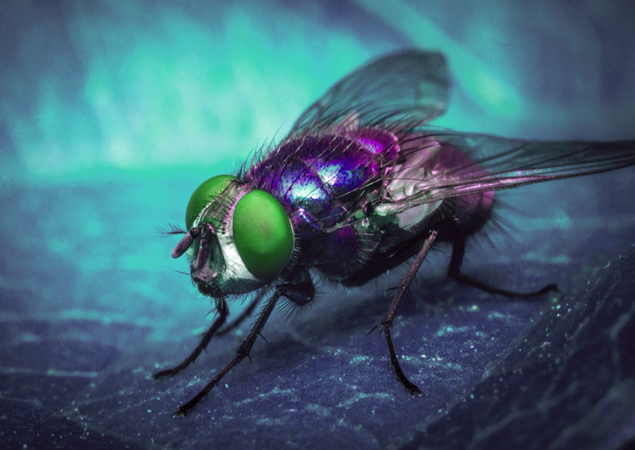 Poder, eleições e síndrome da “mosca azul” em tempos de pandemia